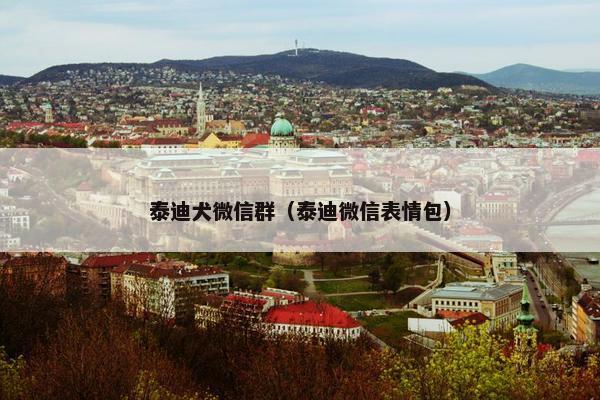 泰迪犬微信群（泰迪微信表情包）