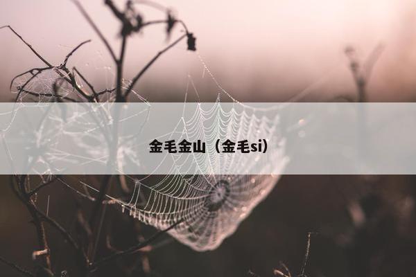 金毛金山（金毛si）