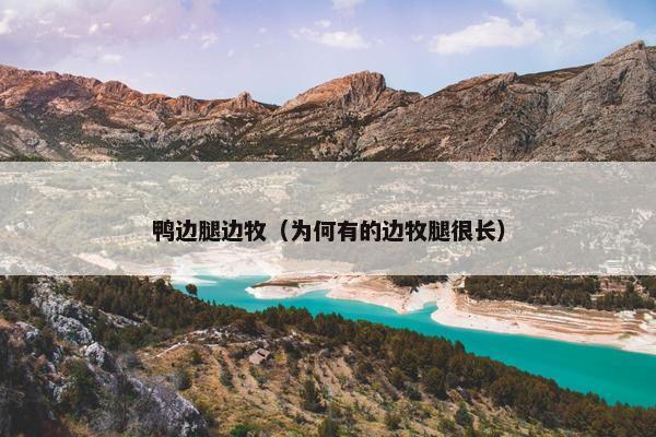 鸭边腿边牧（为何有的边牧腿很长）