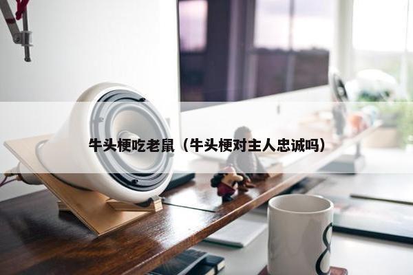 牛头梗吃老鼠（牛头梗对主人忠诚吗）