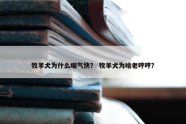 牧羊犬为什么喘气快？ 牧羊犬为啥老哼哼？