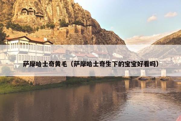 萨摩哈士奇黄毛（萨摩哈士奇生下的宝宝好看吗）