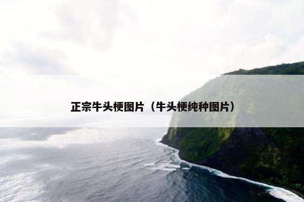 正宗牛头梗图片（牛头梗纯种图片）