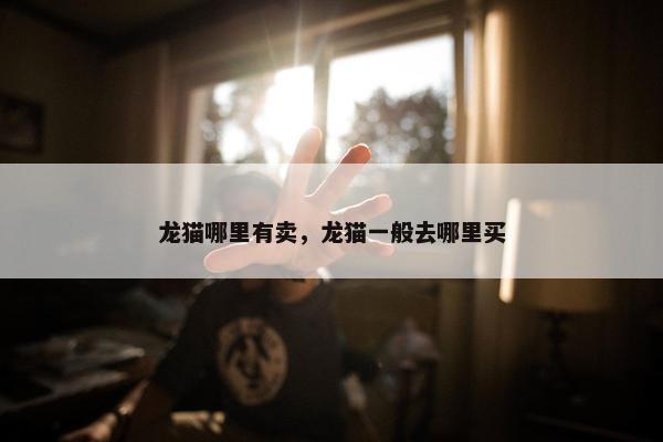 龙猫哪里有卖，龙猫一般去哪里买
