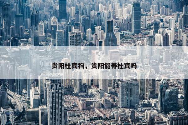 贵阳杜宾狗，贵阳能养杜宾吗