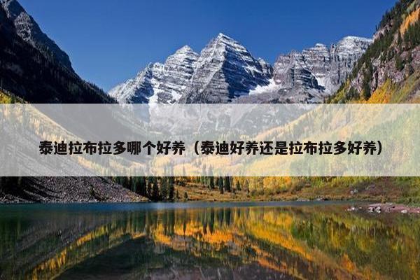 泰迪拉布拉多哪个好养（泰迪好养还是拉布拉多好养）