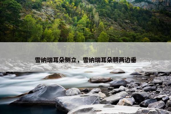 雪纳瑞耳朵侧立，雪纳瑞耳朵朝两边垂