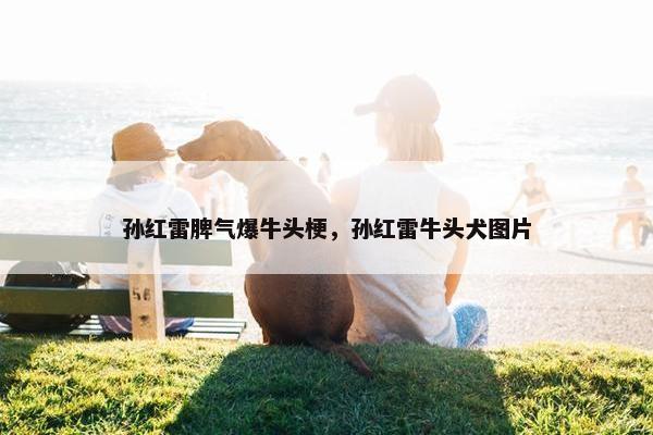 孙红雷脾气爆牛头梗，孙红雷牛头犬图片