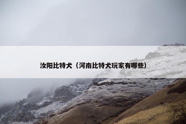 汝阳比特犬（河南比特犬玩家有哪些）
