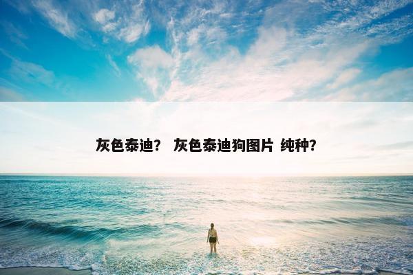 灰色泰迪？ 灰色泰迪狗图片 纯种？