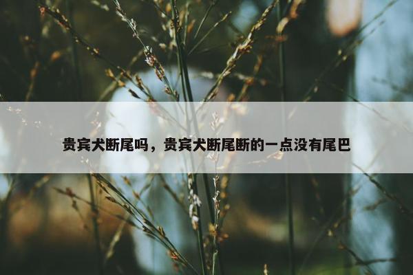 贵宾犬断尾吗，贵宾犬断尾断的一点没有尾巴