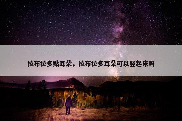 拉布拉多贴耳朵，拉布拉多耳朵可以竖起来吗