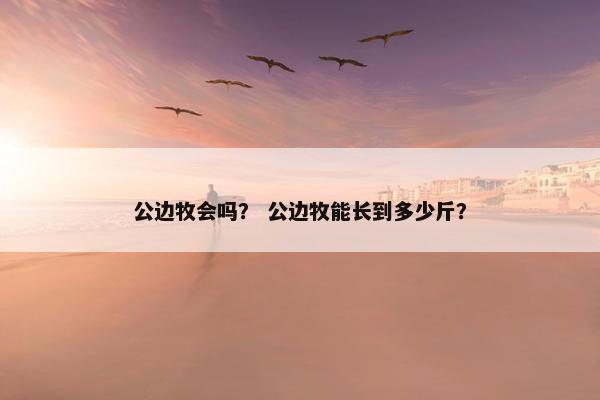 公边牧会吗？ 公边牧能长到多少斤？