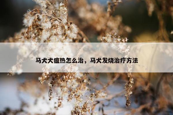 马犬犬瘟热怎么治，马犬发烧治疗方法