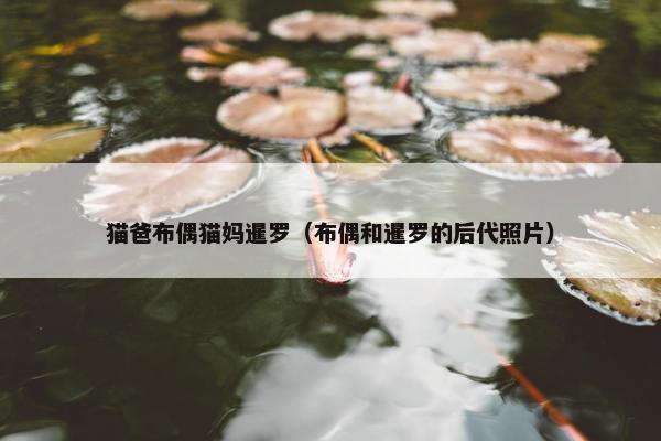 猫爸布偶猫妈暹罗（布偶和暹罗的后代照片）