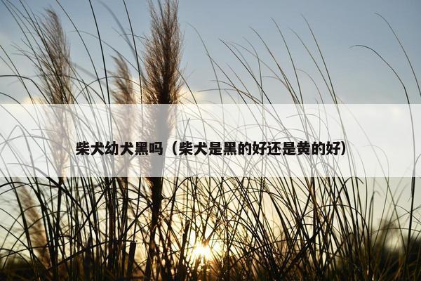 柴犬幼犬黑吗（柴犬是黑的好还是黄的好）