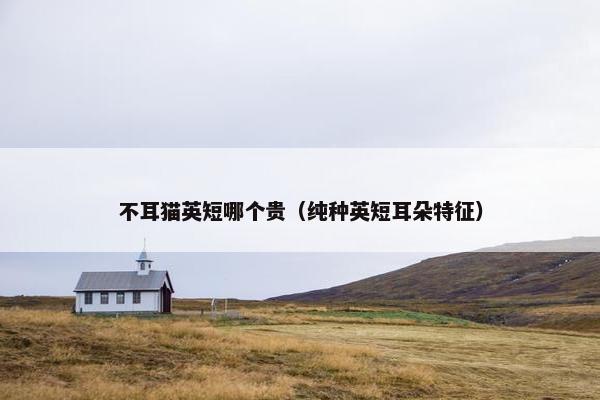 不耳猫英短哪个贵（纯种英短耳朵特征）