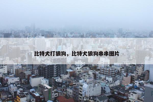 比特犬打狼狗，比特犬狼狗串串图片