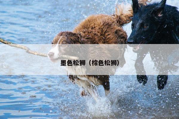 墨色松狮（棕色松狮）