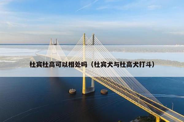 杜宾杜高可以相处吗（杜宾犬与杜高犬打斗）