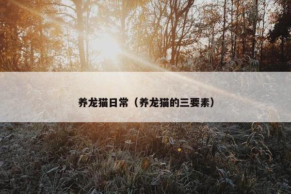 养龙猫日常（养龙猫的三要素）