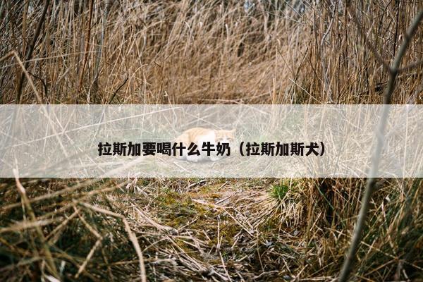 拉斯加要喝什么牛奶（拉斯加斯犬）