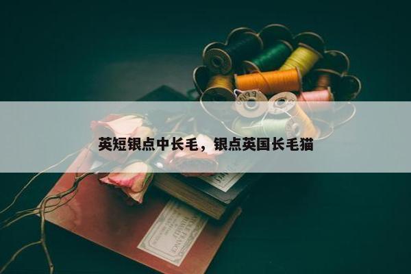 英短银点中长毛，银点英国长毛猫