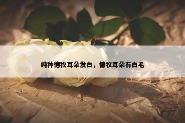 纯种德牧耳朵发白，德牧耳朵有白毛