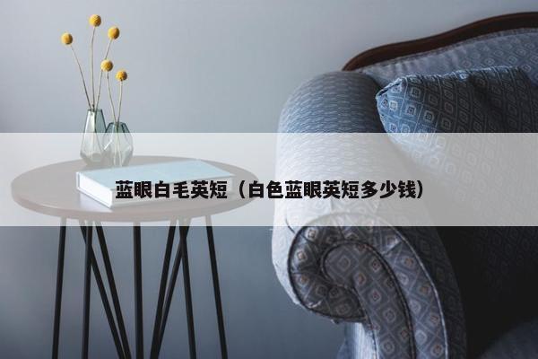 蓝眼白毛英短（白色蓝眼英短多少钱）