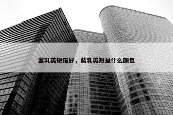 蓝乳英短猫好，蓝乳英短是什么颜色