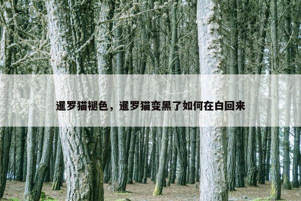 暹罗猫褪色，暹罗猫变黑了如何在白回来