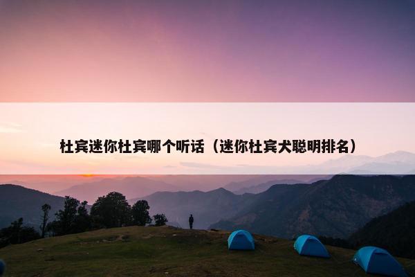 杜宾迷你杜宾哪个听话（迷你杜宾犬聪明排名）