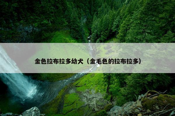 金色拉布拉多幼犬（金毛色的拉布拉多）