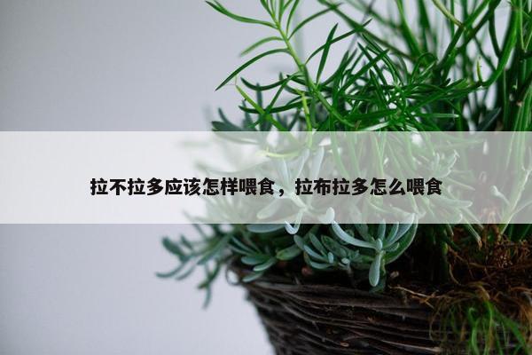 拉不拉多应该怎样喂食，拉布拉多怎么喂食