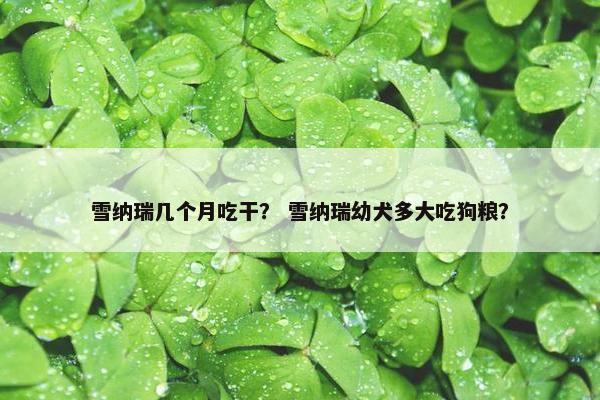 雪纳瑞几个月吃干？ 雪纳瑞幼犬多大吃狗粮？
