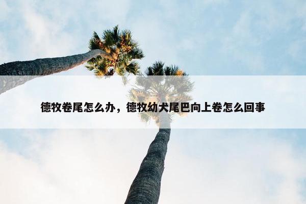 德牧卷尾怎么办，德牧幼犬尾巴向上卷怎么回事