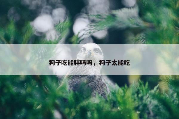 狗子吃能胖吗吗，狗子太能吃