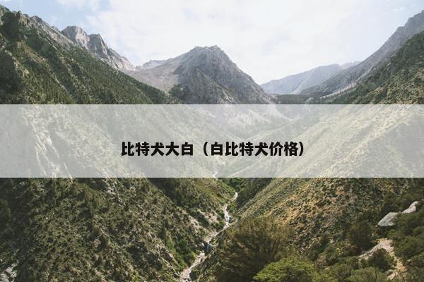 比特犬大白（白比特犬价格）