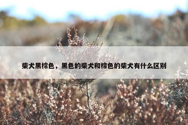 柴犬黑棕色，黑色的柴犬和棕色的柴犬有什么区别