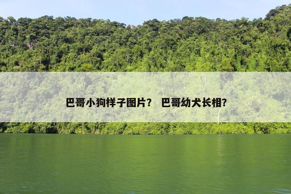 巴哥小狗样子图片？ 巴哥幼犬长相？