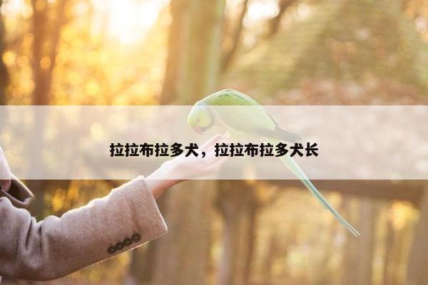 拉拉布拉多犬，拉拉布拉多犬长