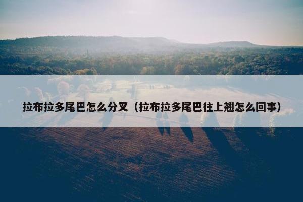 拉布拉多尾巴怎么分叉（拉布拉多尾巴往上翘怎么回事）