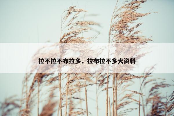拉不拉不布拉多，拉布拉不多犬资料