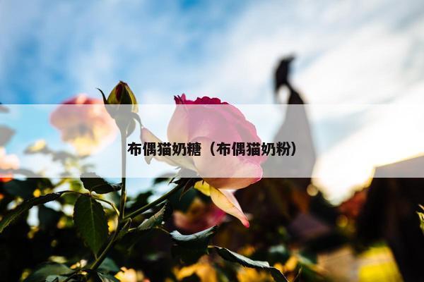 布偶猫奶糖（布偶猫奶粉）