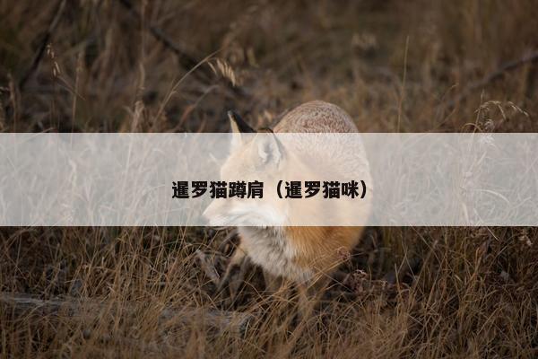 暹罗猫蹲肩（暹罗猫咪）