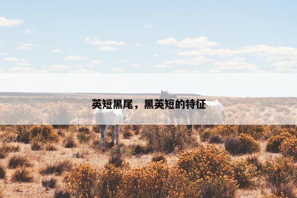 英短黑尾，黑英短的特征