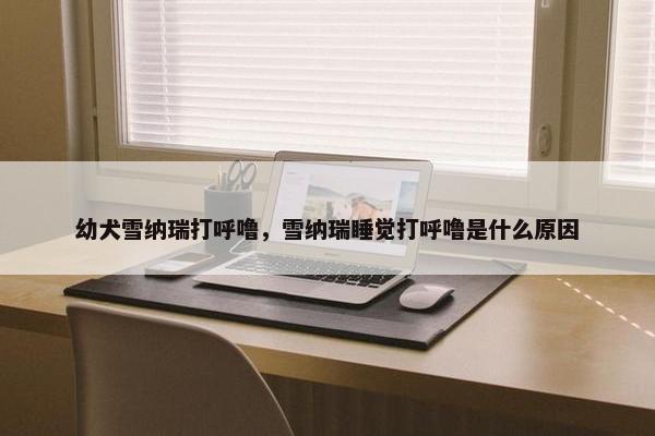幼犬雪纳瑞打呼噜，雪纳瑞睡觉打呼噜是什么原因