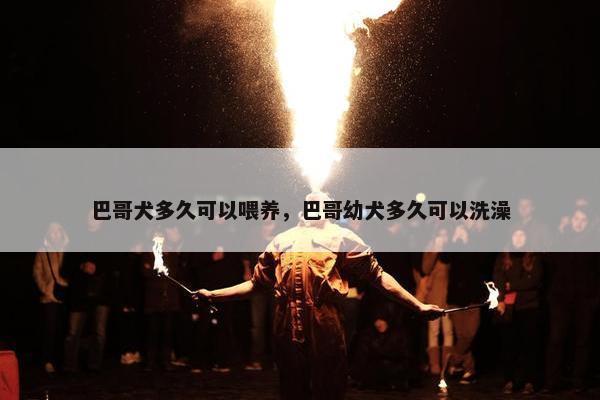 巴哥犬多久可以喂养，巴哥幼犬多久可以洗澡
