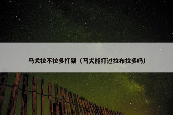 马犬拉不拉多打架（马犬能打过拉布拉多吗）