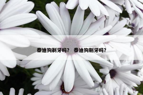 泰迪狗剃牙吗？ 泰迪狗剔牙吗？